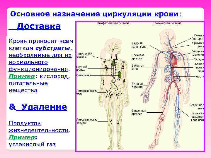 Основное назначение циркуляции крови: Доставка Кровь приносит всем клеткам субстраты, необходимые для их нормального