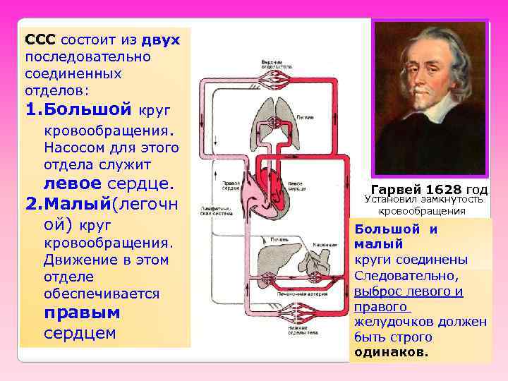 ССС состоит из двух последовательно соединенных отделов: 1. Большой круг кровообращения. Насосом для этого