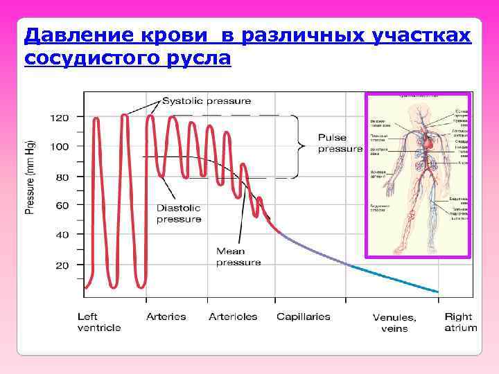 Давление крови в различных участках сосудистого русла 