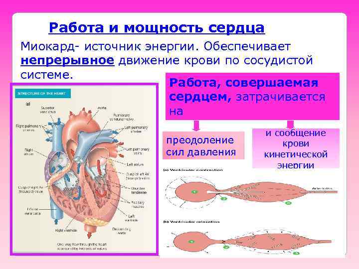 Работа и мощность сердца Миокард- источник энергии. Обеспечивает непрерывное движение крови по сосудистой системе.