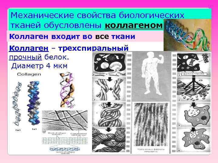 Механические свойства биологических тканей обусловлены коллагеном Коллаген входит во все ткани Коллаген – трехспиральный