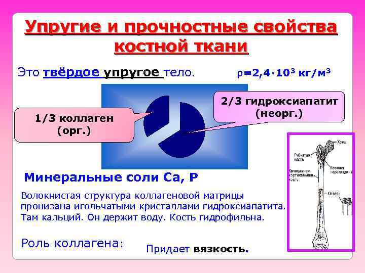 Упругие и прочностные свойства костной ткани Это твёрдое упругое тело. ρ=2, 4٠ 103 кг/м