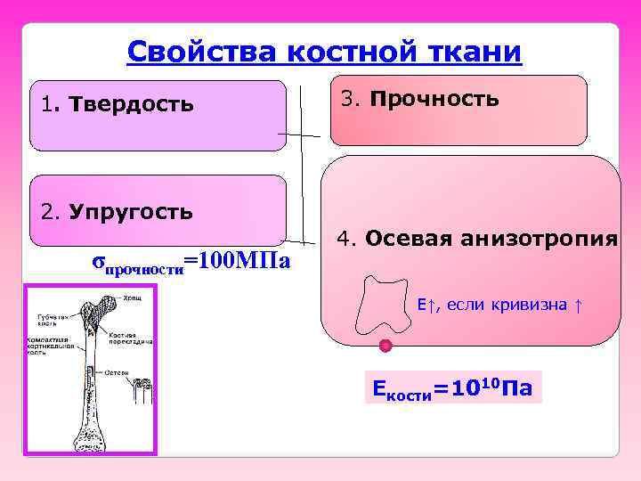 Свойства костной ткани 1. Твердость 3. Прочность 2. Упругость σпрочности=100 МПа 4. Осевая анизотропия