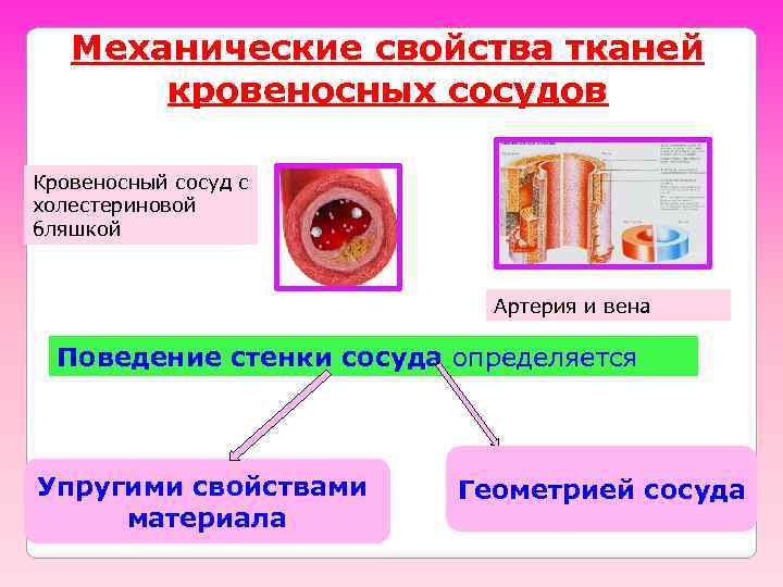 Механические свойства тканей кровеносных сосудов Кровеносный сосуд с холестериновой бляшкой Артерия и вена Поведение