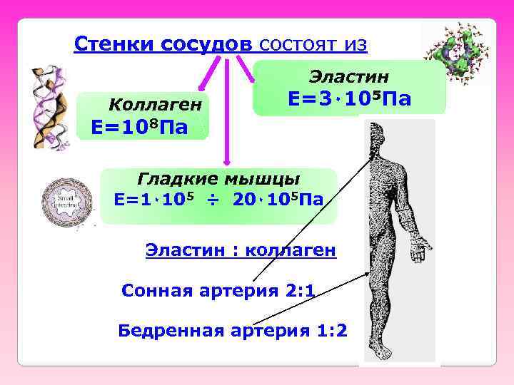 Стенки сосудов состоят из Эластин Е=3٠ 105 Па Коллаген Е=108 Па Гладкие мышцы Е=1٠