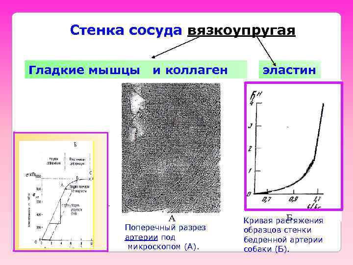 Стенка сосуда вязкоупругая Гладкие мышцы и коллаген Поперечный разрез артерии под микроскопом (А). эластин