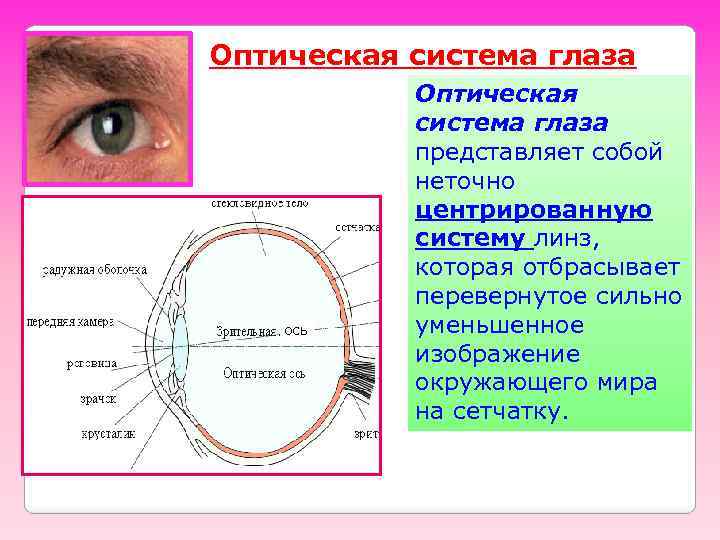 Оптическая система глаза ось Оптическая система глаза представляет собой неточно центрированную систему линз, которая