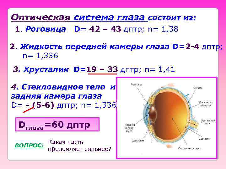 Оптическая система глаза состоит из: 1. Роговица D= 42 – 43 дптр; n= 1,
