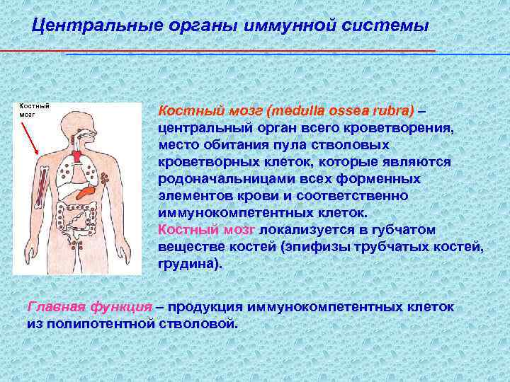 Центральные органы иммунной системы Костный мозг (medulla ossea rubra) – центральный орган всего кроветворения,