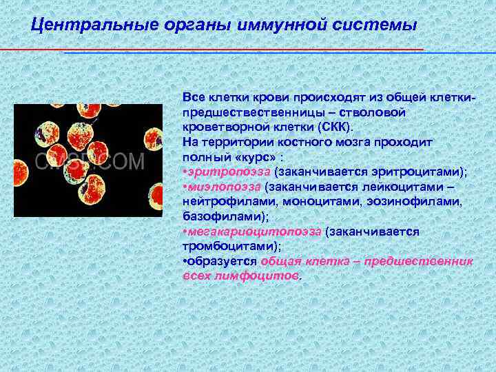 Центральные органы иммунной системы Все клетки крови происходят из общей клеткипредшественницы – стволовой кроветворной