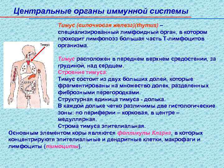 Вилочковая железа тимус регулирует водно солевой обмен