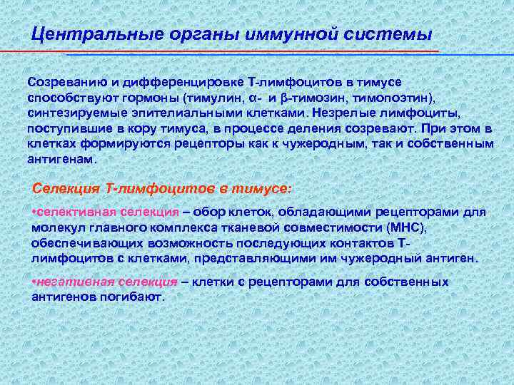 Центральные органы иммунной системы Созреванию и дифференцировке Т-лимфоцитов в тимусе способствуют гормоны (тимулин, α-