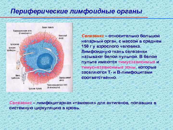 Периферические лимфоидные органы Селезенка – относительно большой непарный орган, с массой в среднем 150