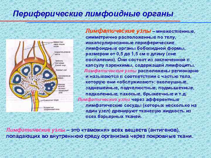 Периферические лимфоидные органы Лимфатические узлы – множественные, симметрично расположенные по телу, инкапсулированные периферические лимфоидные