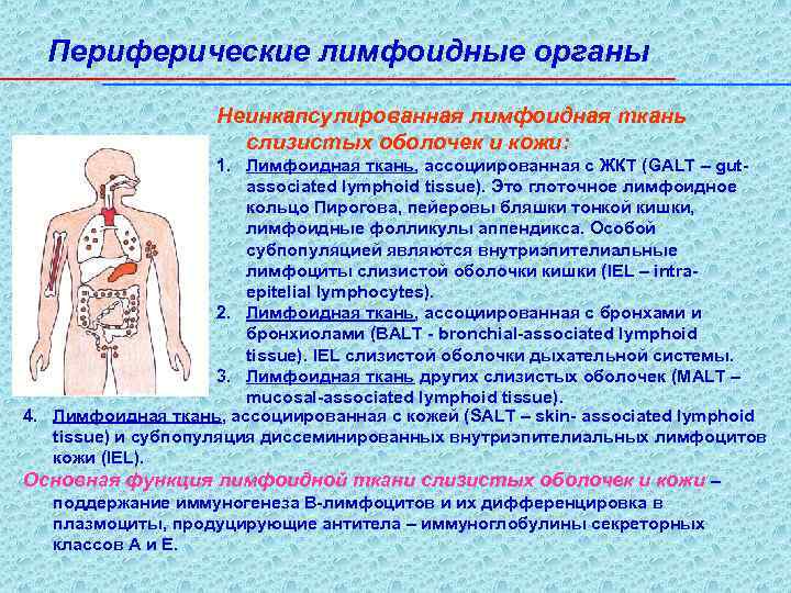 Периферические лимфоидные органы Неинкапсулированная лимфоидная ткань слизистых оболочек и кожи: 1. Лимфоидная ткань, ассоциированная