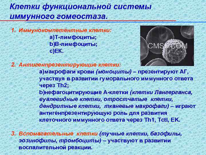 Клетки функциональной системы иммунного гомеостаза. 1. Иммунокомпетентные клетки: a)Т-лимфоциты; b)В-лимфоциты; c)ЕК. 2. Антигенпрезентирующие клетки: