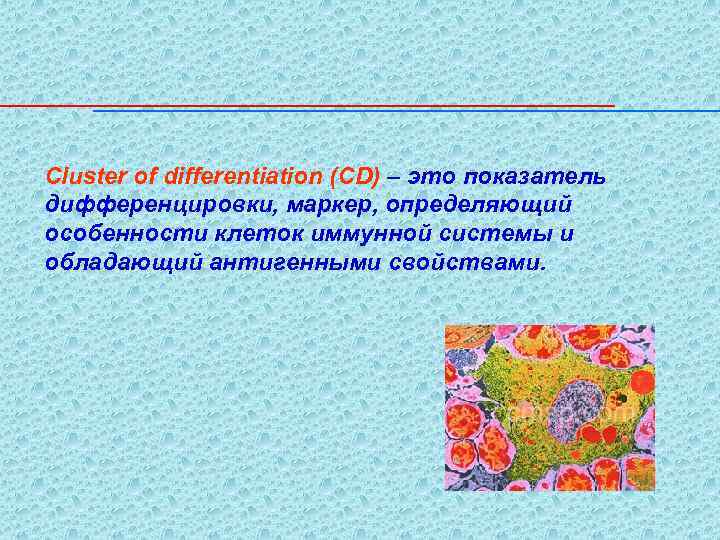 Cluster of differentiation (CD) – это показатель дифференцировки, маркер, определяющий особенности клеток иммунной системы