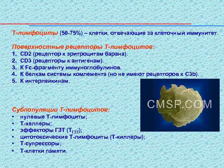 Т-лимфоциты (50 -75%) – клетки, отвечающие за клеточный иммунитет. Поверхностные рецепторы Т-лимфоцитов: 1. 2.