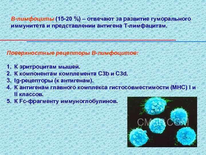 В-лимфоциты (15 -20 %) – отвечают за развитие гуморального иммунитета и представлении антигена Т-лимфацитам.