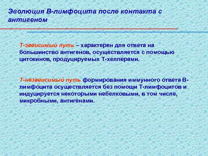 Эволюция В-лимфоцита после контакта с антигеном Т-зависимый путь – характерен для ответа на большинство