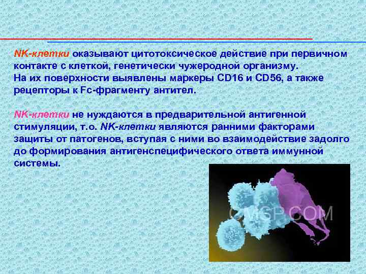 NK-клетки оказывают цитотоксическое действие при первичном контакте с клеткой, генетически чужеродной организму. На их