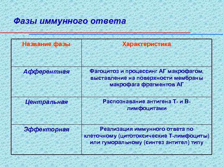 Основные стадии иммунного ответа