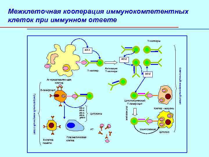 Межклеточная кооперация иммунокомпетентных клеток при иммунном ответе Т-хелперы ИЛ-1 ИЛ-2 Активация Т-хелпера Клеточный иммунный