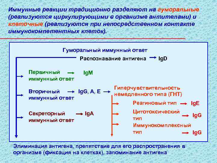 Иммунные реакции традиционно разделяют на гуморальные (реализуются циркулирующими в организме антителами) и клеточные (реализуются