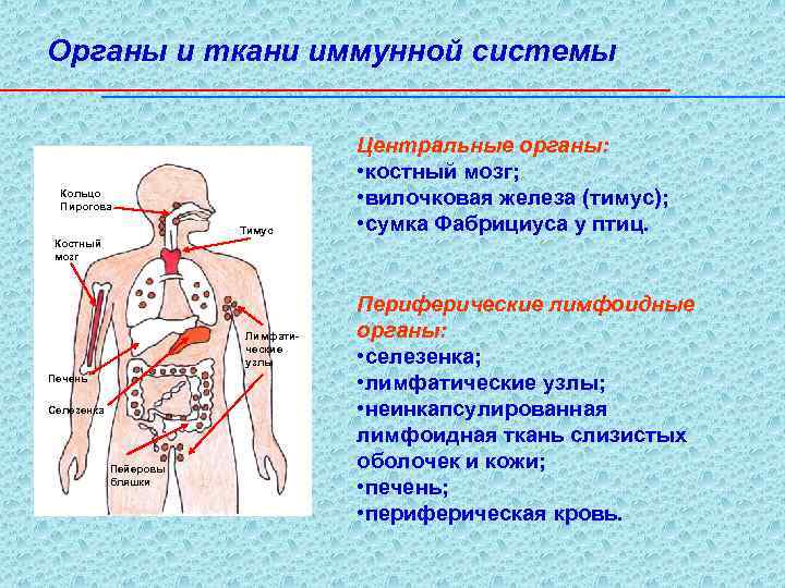 Органы иммунной системы фото