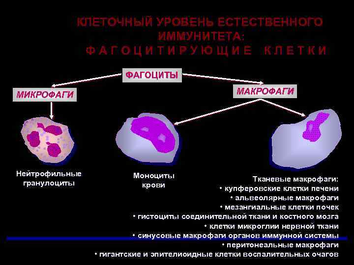 КЛЕТОЧНЫЙ УРОВЕНЬ ЕСТЕСТВЕННОГО ИММУНИТЕТА: ФАГОЦИТИРУЮЩИЕ КЛЕТКИ ФАГОЦИТЫ МАКРОФАГИ МИКРОФАГИ Нейтрофильные гранулоциты Моноциты крови Тканевые