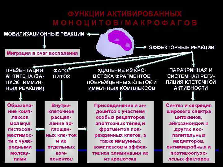 ФУНКЦИИ АКТИВИРОВАННЫХ МОНОЦИТОВ/МАКРОФАГОВ МОБИЛИЗАЦИОННЫЕ РЕАКЦИИ ЭФФЕКТОРНЫЕ РЕАКЦИИ Миграция в очаг воспаления ПРЕЗЕНТАЦИЯ АНТИГЕНА (ЗАПУСК