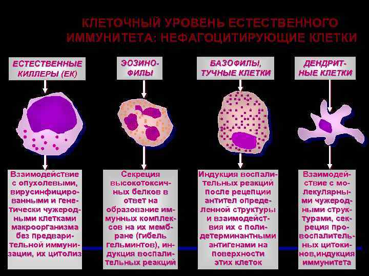 КЛЕТОЧНЫЙ УРОВЕНЬ ЕСТЕСТВЕННОГО ИММУНИТЕТА: НЕФАГОЦИТИРУЮЩИЕ КЛЕТКИ ЕСТЕСТВЕННЫЕ КИЛЛЕРЫ (ЕК) ЭОЗИНОФИЛЫ Взаимодействие с опухолевыми, вирусинфицированными