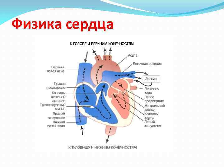 Физика сердца 