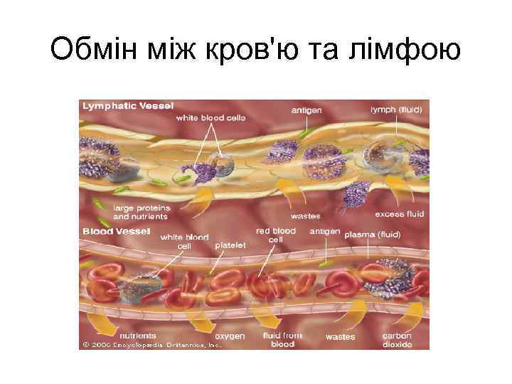 Обмін між кров'ю та лімфою 