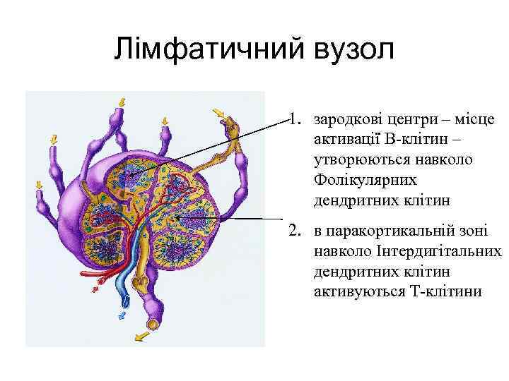 Лімфатичний вузол 1. зародкові центри – місце активації В-клітин – утворюються навколо Фолікулярних дендритних