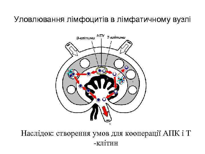 Уловлювання лімфоцитів в лімфатичному вузлі Наслідок: створення умов для кооперації АПК і Т -клітин