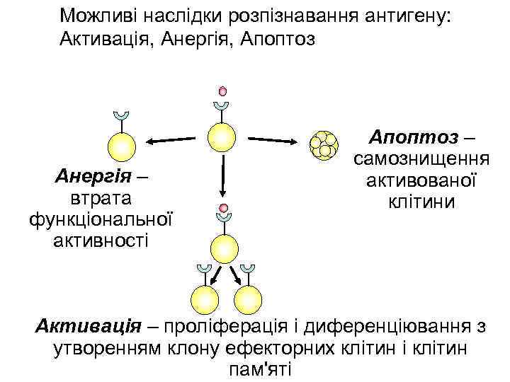 Можливі наслідки розпізнавання антигену: Активація, Анергія, Апоптоз Анергія – втрата функціональної активності Апоптоз –