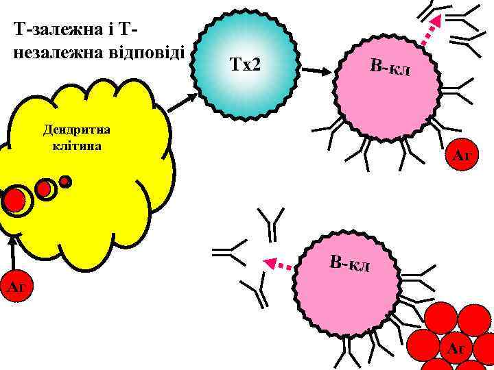 T-залежна і Тнезалежна відповіді Тх2 В-кл Дендритна клітина Аг В-кл Аг Аг 