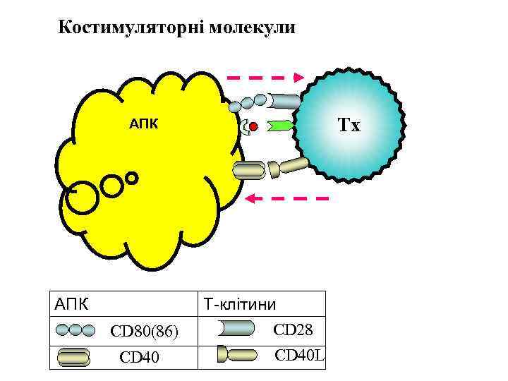 Костимуляторні молекули Тх АПК CD 80(86) CD 40 Т-клітини CD 28 CD 40 L