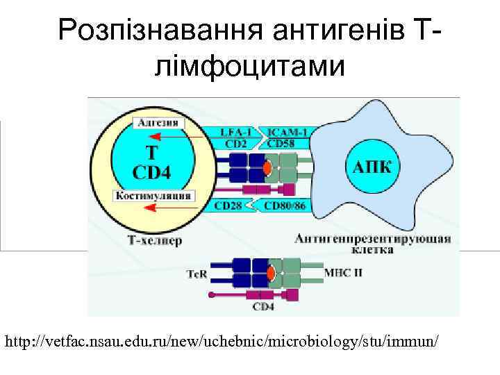 Розпізнавання антигенів Тлімфоцитами http: //vetfac. nsau. edu. ru/new/uchebnic/microbiology/stu/immun/ 