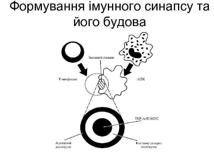 Формування імунного синапсу та його будова 