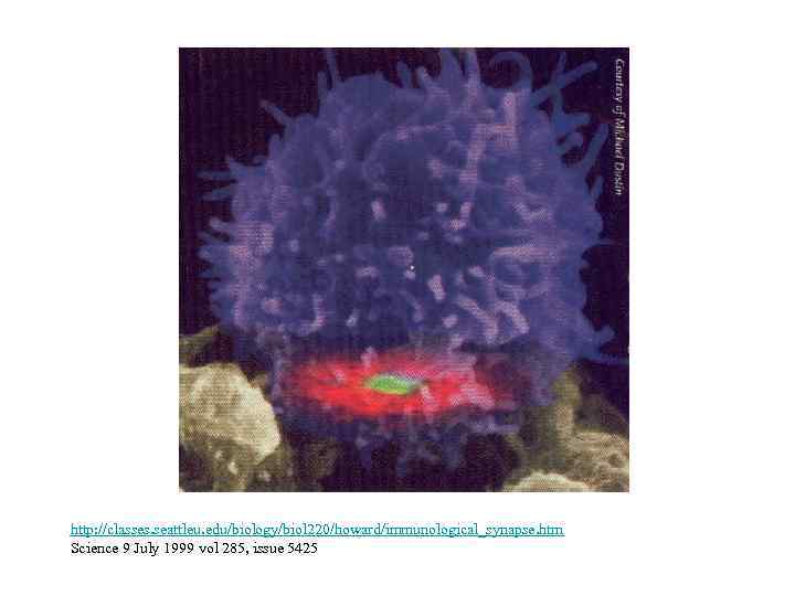 http: //classes. seattleu. edu/biology/biol 220/howard/immunological_synapse. htm Science 9 July 1999 vol 285, issue 5425