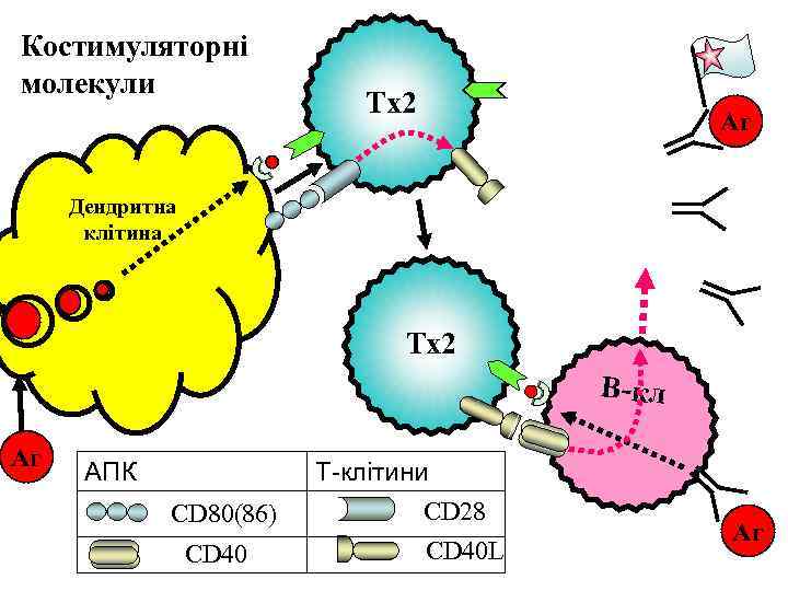Костимуляторні молекули Тх2 Аг Дендритна клітина Тх2 В-кл Аг АПК CD 80(86) CD 40