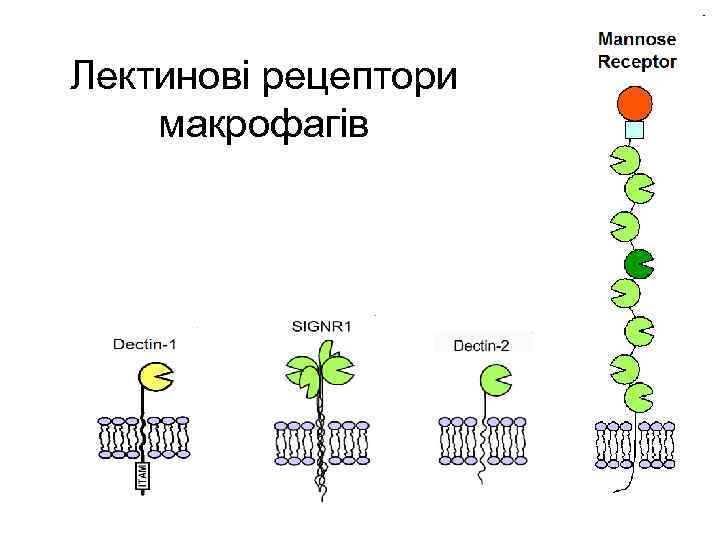 Лектинові рецептори макрофагів 
