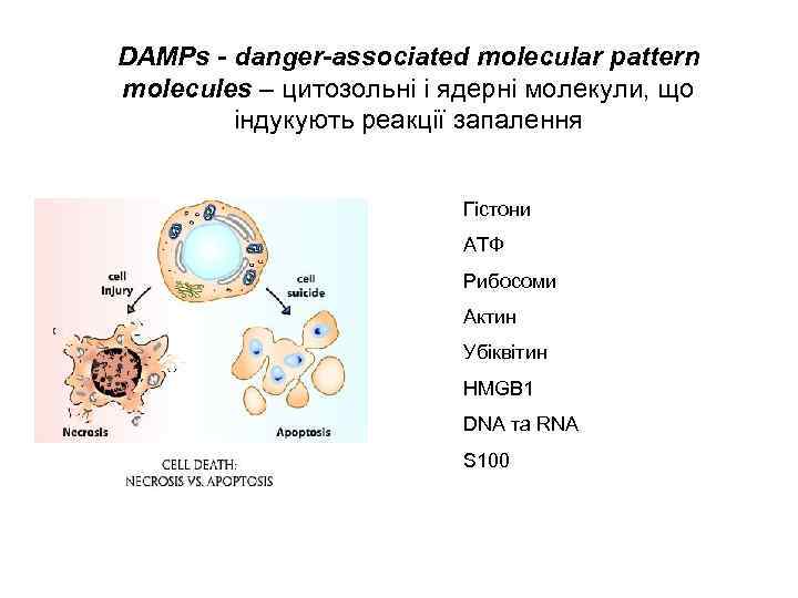 DAMPs - danger-associated molecular pattern molecules – цитозольні і ядерні молекули, що індукують реакції