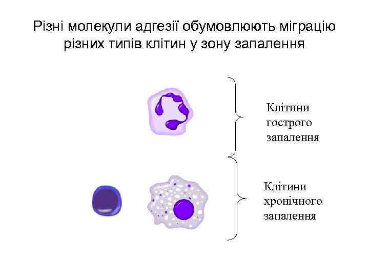 Різні молекули адгезії обумовлюють міграцію різних типів клітин у зону запалення Клітини гострого запалення