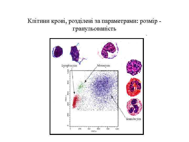 Клітини крові, розділені за параметрами: розмір - гранульованість 