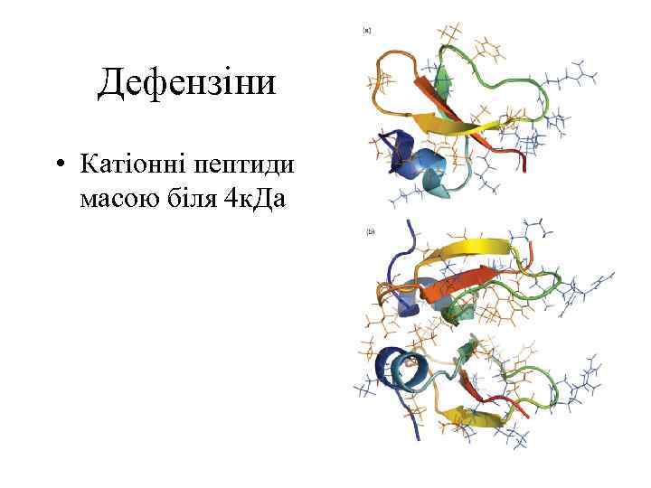 Дефензіни • Катіонні пептиди масою біля 4 к. Да 