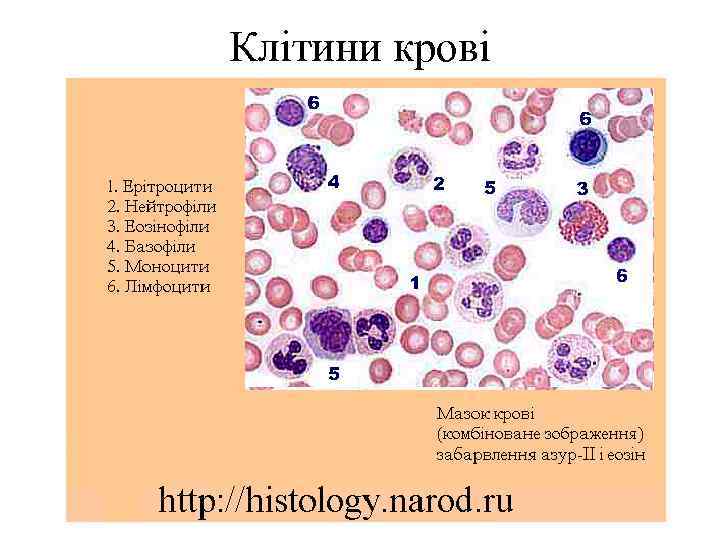 Клітини крові 