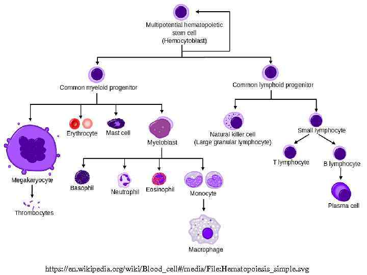 https: //en. wikipedia. org/wiki/Blood_cell#/media/File: Hematopoiesis_simple. svg 